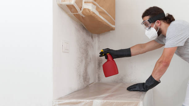 Professional Basement Mold Remediation technician working in Marshall, MN