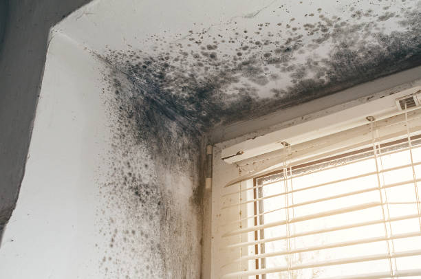 Affordable Basement Mold Remediation solutions in Marshall, MN
